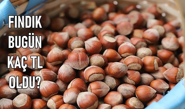 Fındık fiyatı (15.01.2024) Pazartesi