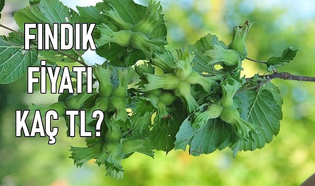 Fındık fiyatı (16.01.2024)