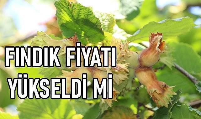Fındık fiyatı (17.01.2024) Çarşamba
