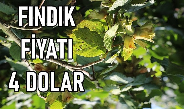 Fındık fiyatı (18.01.2024)