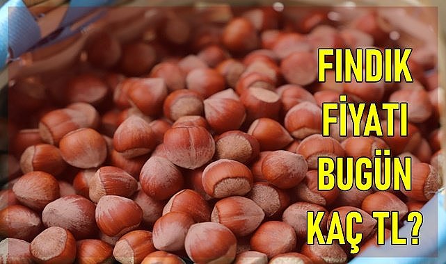 Fındık fiyatı (20.01.2024)