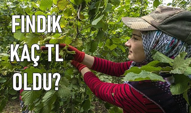 Fındık fiyatı (22.01.2024)