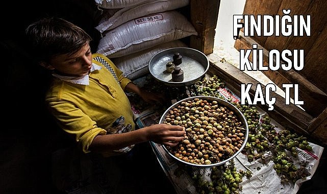 Fındık fiyatı (22.01.2024)