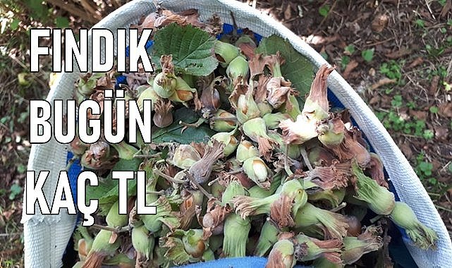 Fındık Fiyatı (23.01.2023) Salı