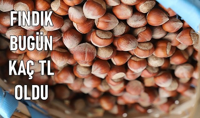 Fındık fiyatı (26.01.2024) Cuma