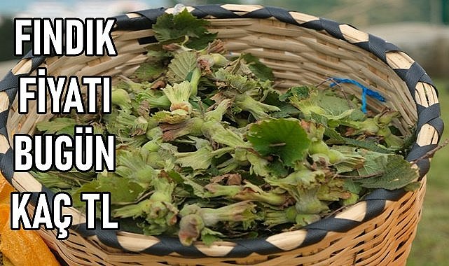 Fındık fiyatı (29.01.2024)
