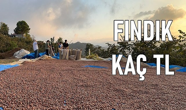 Fındık fiyatı bugün kaç TL  (21.01.2024)