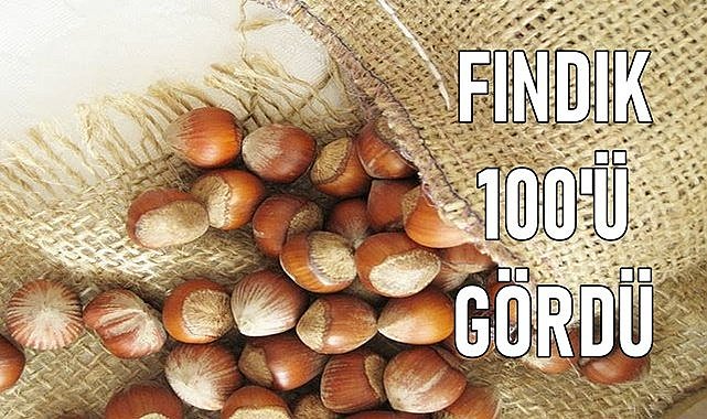Fındık fiyatı rekora gidiyor; Tüccar 100&#039;ü geçti
