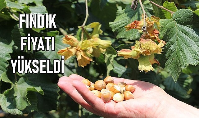 Fındık fiyatı yeni yılda coştu!