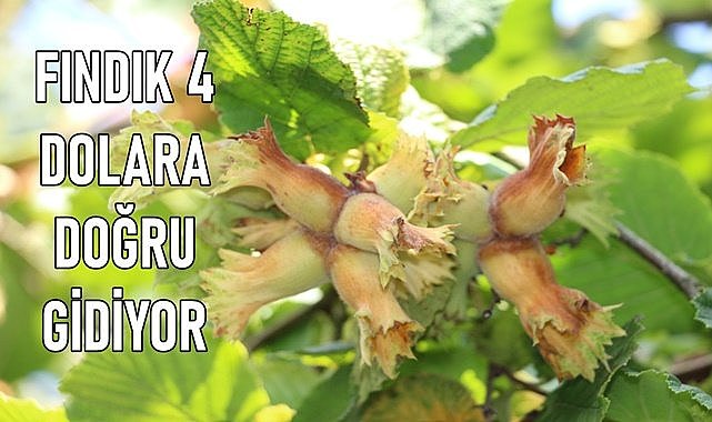 Fındık fiyatı 4 dolara yaklaştı!