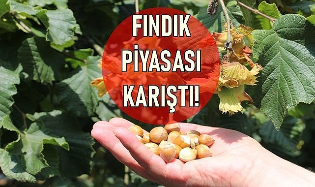 Fındık fiyatının hangisi doğru? Piyasa birden çok fiyat var!