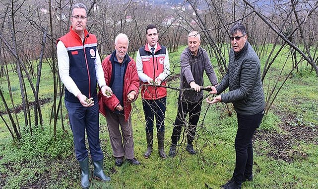 Fındık üreticisine uyarı; Kozalak Akarı İle Mücadele Zamanı Geldi