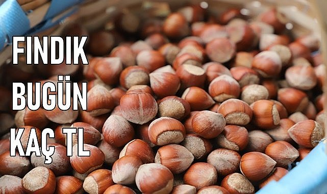 Fındıkta 1 randıman 2 TL oldu