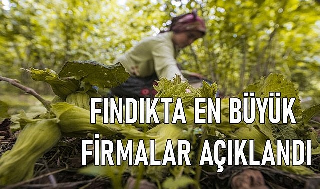 Fındıkta en büyük firmalar açıklandı
