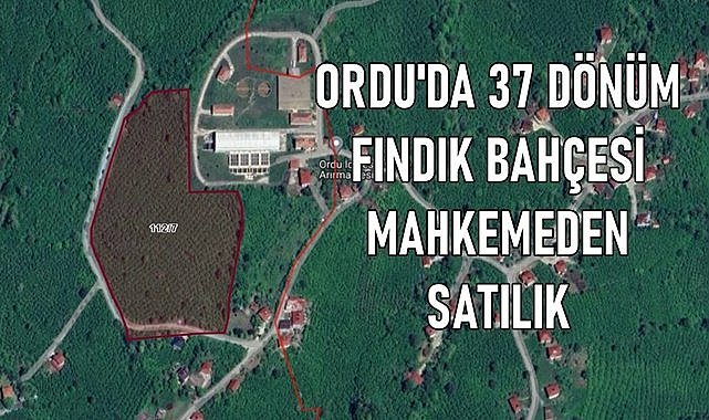 Ordu'da 37 dönüm fındık bahçesi mahkemeden satılık