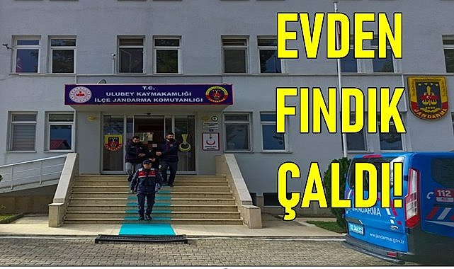 Ordu&#039;da evden 1 ton fındık çalındı!