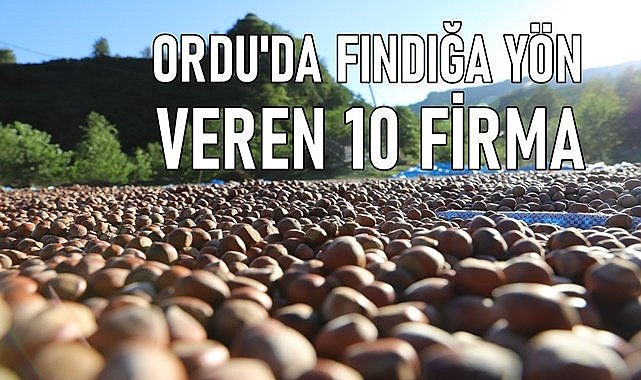 Ordu&#039;da fındığa yön veren 10 firma