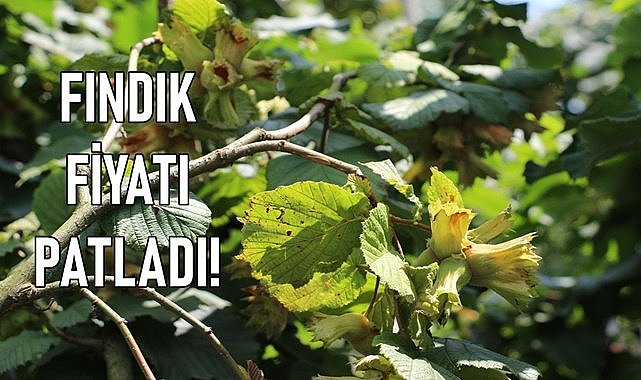 Ordu&#039;da fındık fiyatı patladı!