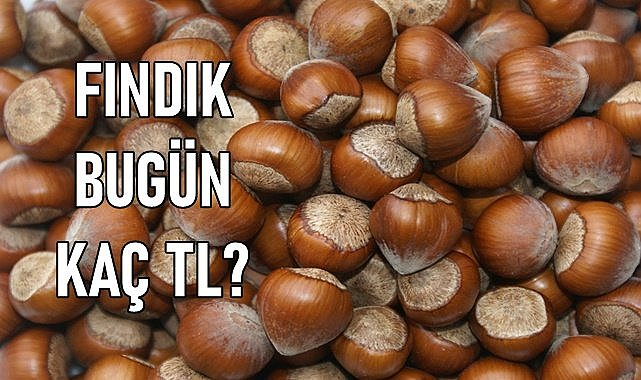 Fındık fiyatı (03.02.2024)