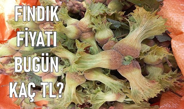 Fındık fiyatı 06.02.2024 Salı