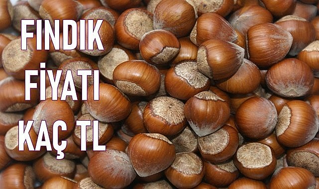 Fındık fiyatı (12.02.2023)