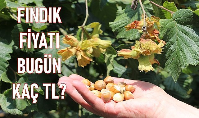 Fındık fiyatı (15.02.2024)