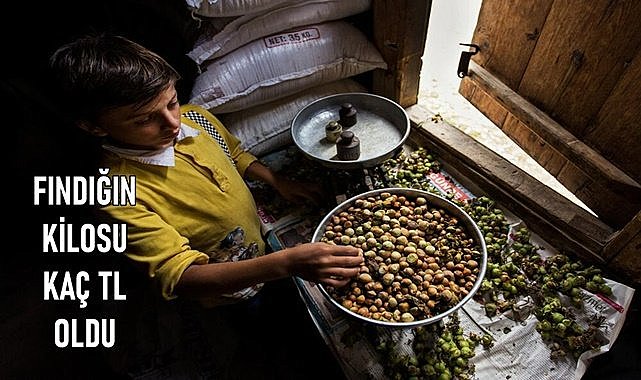 Fındık fiyatı (23.02.2024)