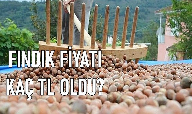 Fındık fiyatı (29.02.2024)