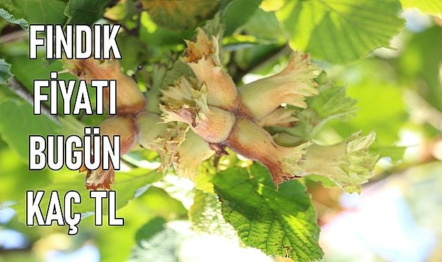 Fındık fiyatı arttı bugün kaç TL oldu?