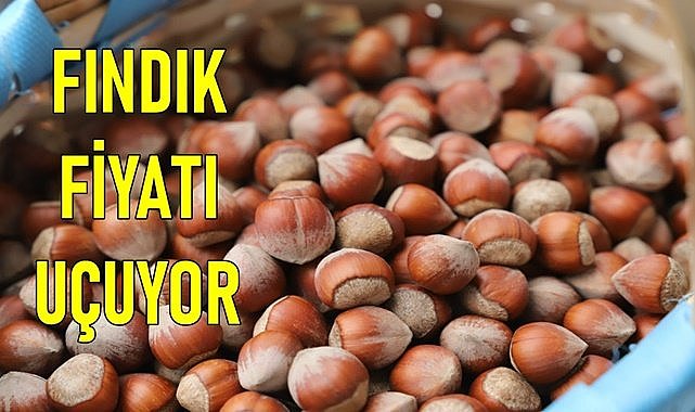 Fındık fiyatı jet gibi yükseliyor