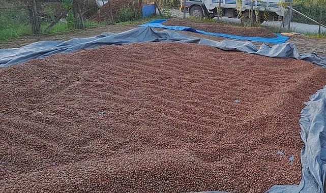 Fındık fiyatı nereye kadar yükselecek?