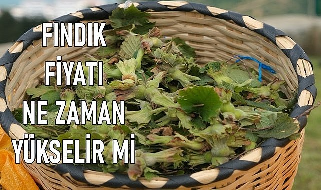 Fındık fiyatı net kaç TL?