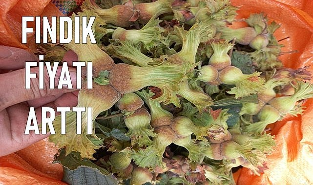 Fındık fiyatı rekor kırmaya devam ediyor