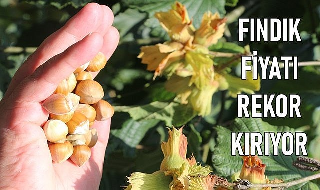 Fındık fiyatı tarihinin rekorunu kırıyor