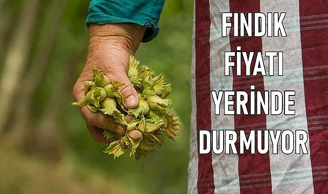 Fındık fiyatını yerinde durdurmak mümkün değil!