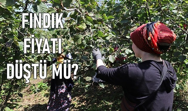 Fındık fiyatı yükselecek diye beklerken düştü!