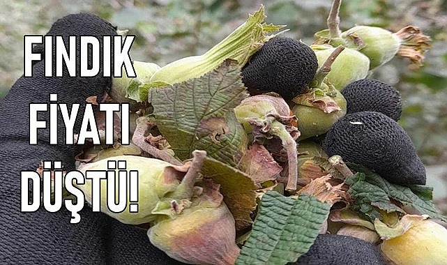 Fındık fiyatında neler oluyor? Fındık fiyatı düştü!
