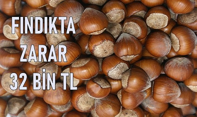 Fındıkta erken satan 32 bin TL zarar etti