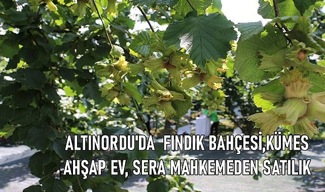 Altınordu&#039;da 7 dönüm fındık bahçesi, kümes, köy evi, sera mahkemeden satılık