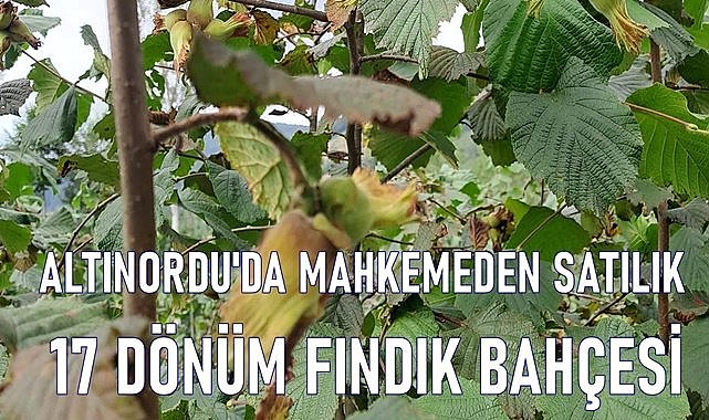 Altınordu&#039;da mahkemeden satılık 17 dönüm fındık bahçesi