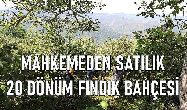 Aybastı&#039;da 20 dönüm fındık bahçesi mahkemeden satılık