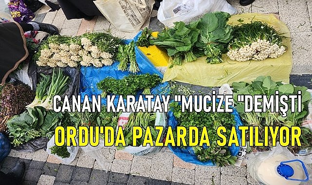 Canan Karatay &quot;Mucize ürün&quot; demişti! Ordu&#039;da fındık bahçesinden toplanıp pazarda satılıyor