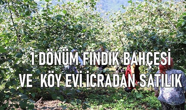 Dereli&#039;de 1 dönüm fındık bahçesi ve ev icradan satılık