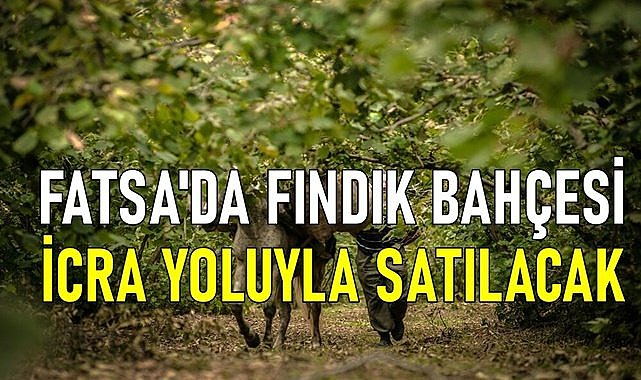 Fatsa&#039;da 3.5 dönüm fındık bahçesi icradan satışa çıktı