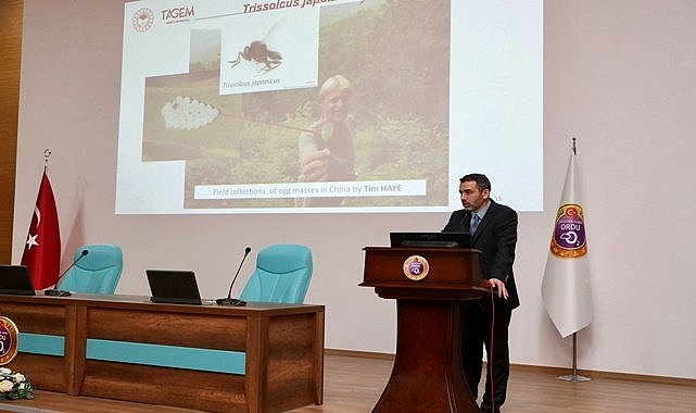 Fındığın baş belası kahverengi kokarca tehlikesi devam ediyor