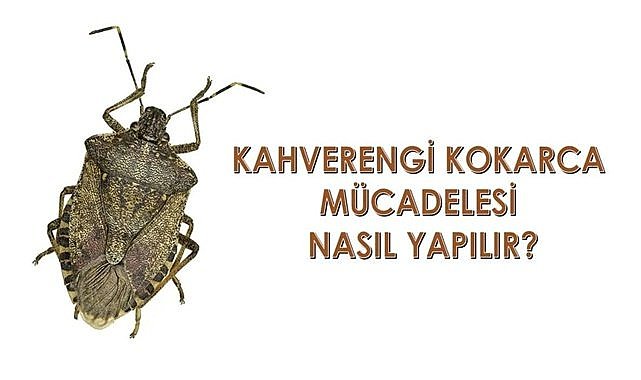 Fındığın düşmanı Kahverengi Kokarca ile nasıl mücadele edilir