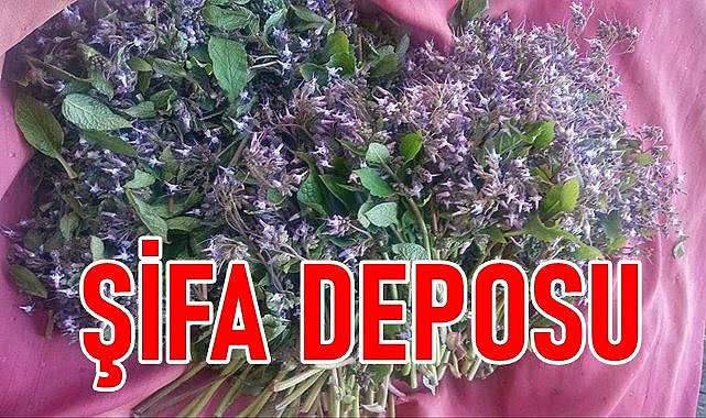 Fındık bahçesi ve ormandan toplanıyor pazarda satılıyor