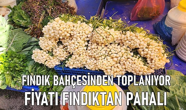 Fındık bahçesinden toplanan sakarcanın fiyatı fındıktan pahalı