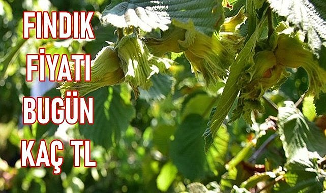 Fındık bitti fiyat yükseldi!