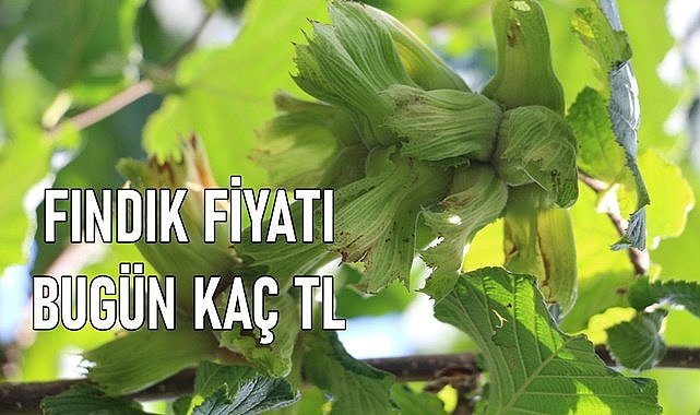 Fındık fiyatı (01.03.2024)